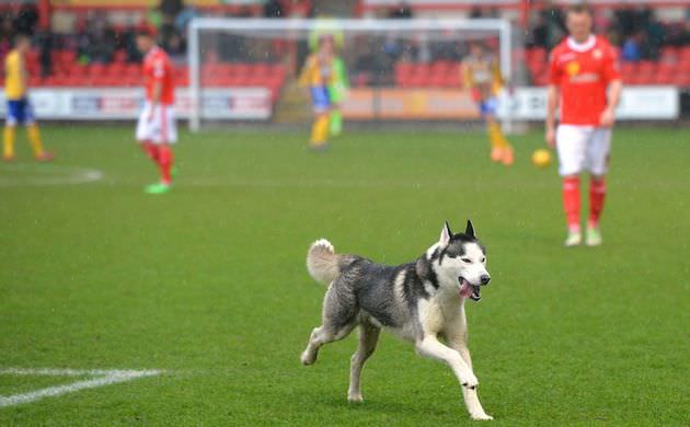Futbolcular köpeği sahiplendi