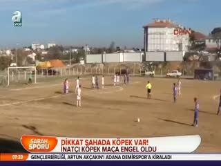 Dikkat sahada köpek var!