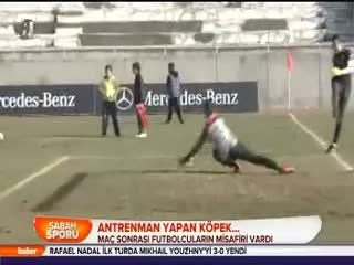 Antrenman yapan köpek...