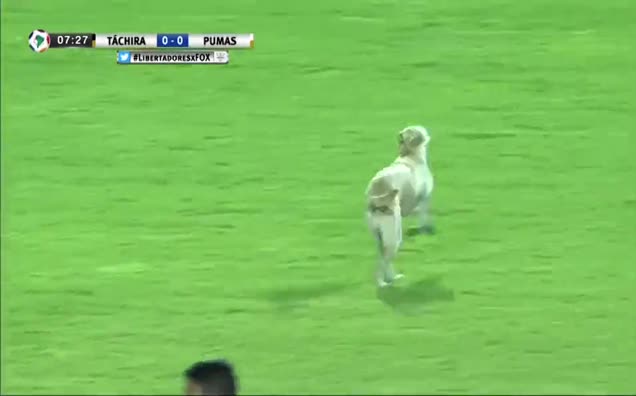 Kupa maçında sahaya köpek girdi.