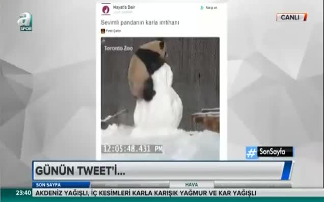 Sevimli pandanın karla imtihanı